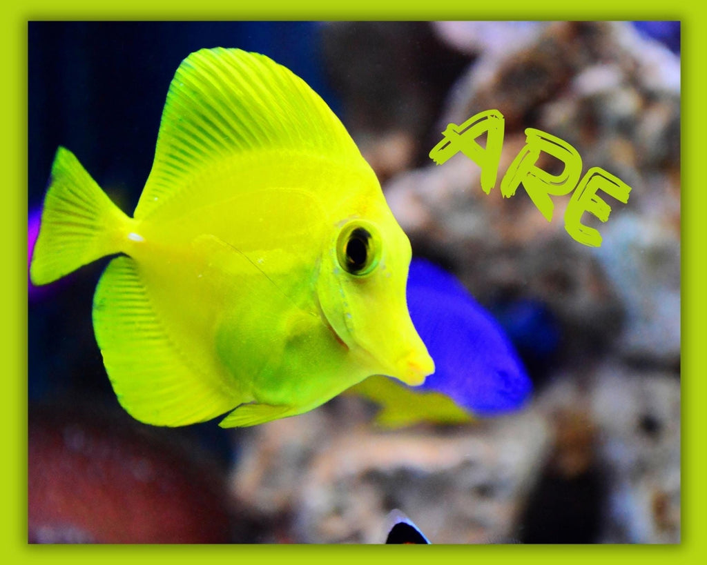 You Are Loved Ocean Trio Wall Art, Tropical Fish Nursery Prints (Digital Download)